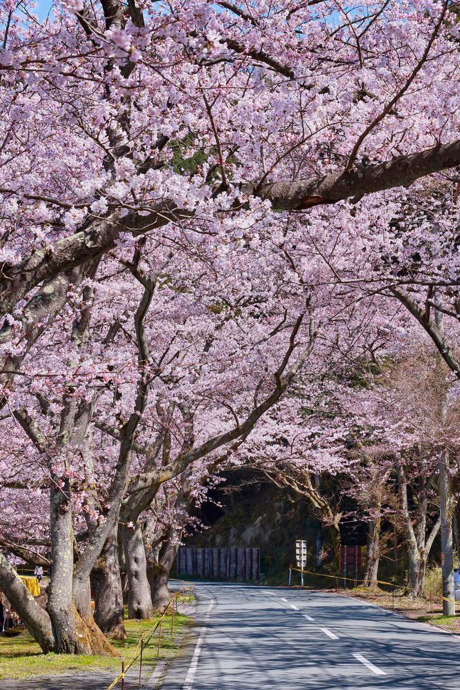 海津大崎】の周辺スポット・アクセス・口コミ - Prism Japan