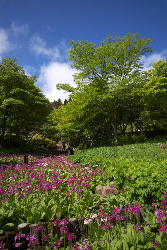 六甲高山植物園の画像 - 3枚目