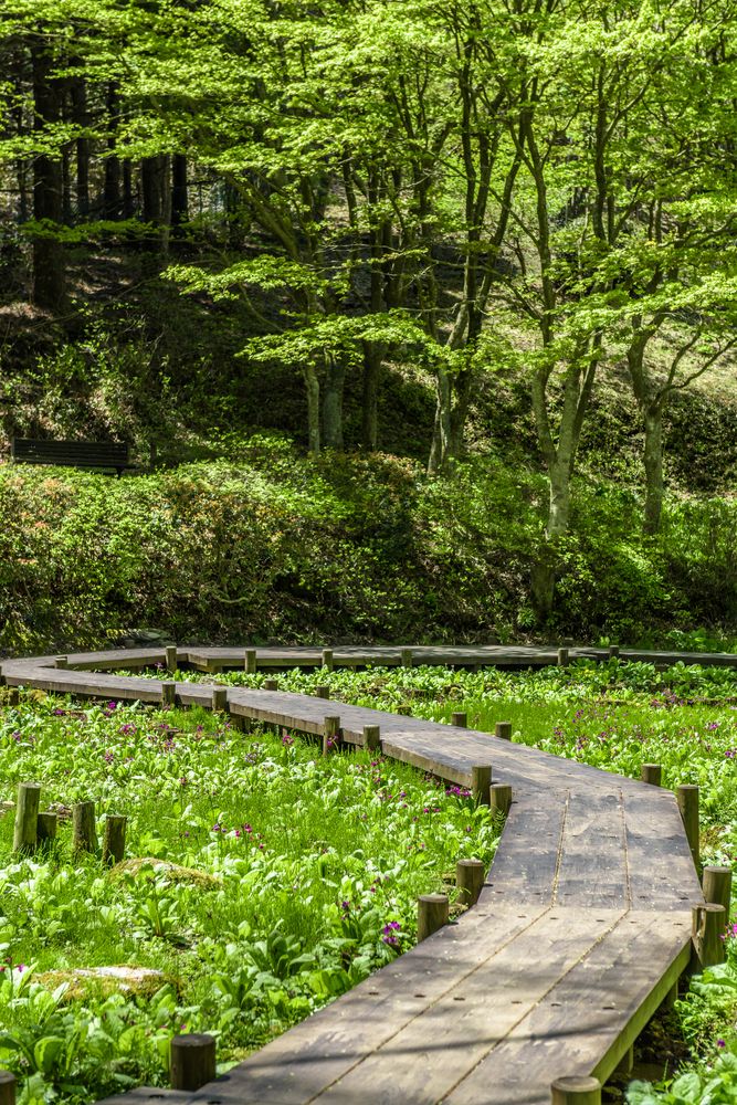 六甲高山植物園の画像 - 4枚目