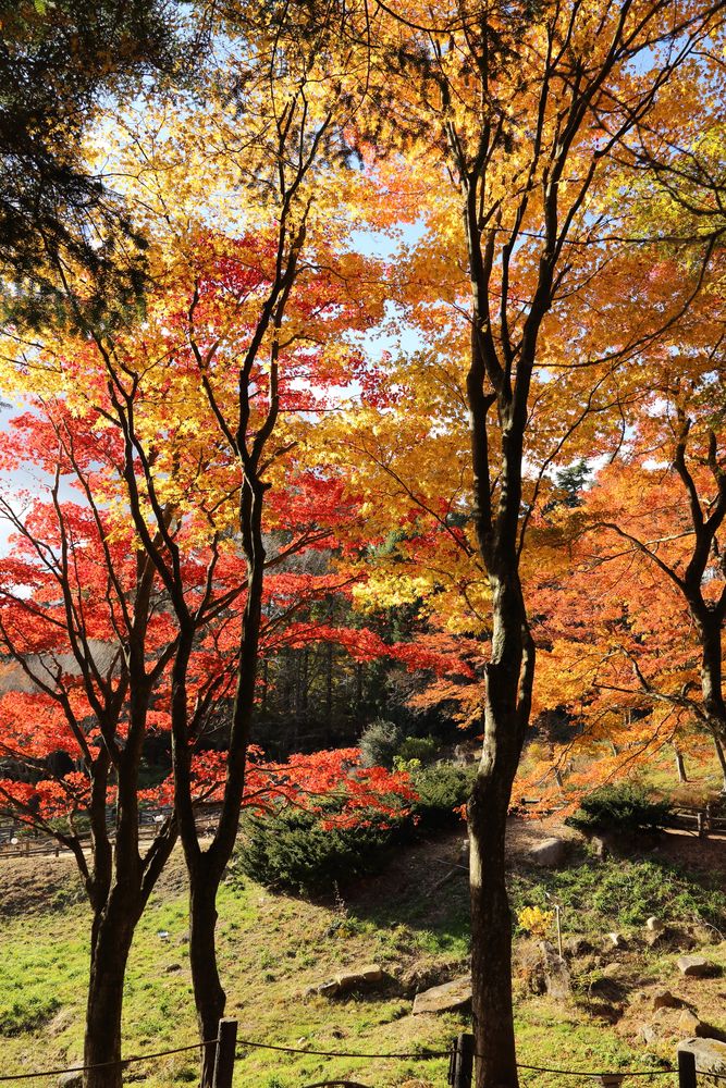 六甲高山植物園の画像 - 5枚目