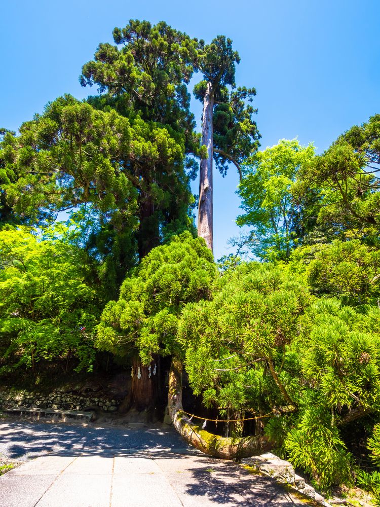 日吉大社】の周辺スポット・アクセス・口コミ - Prism Japan