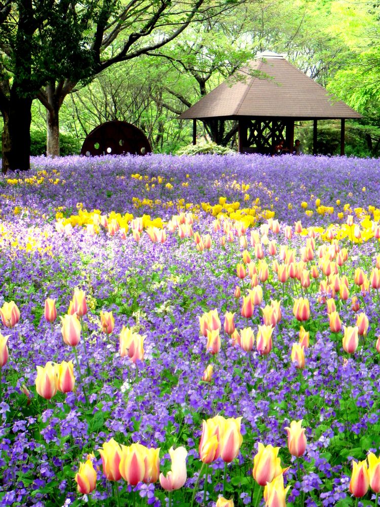 国営昭和記念公園の画像 - 3枚目