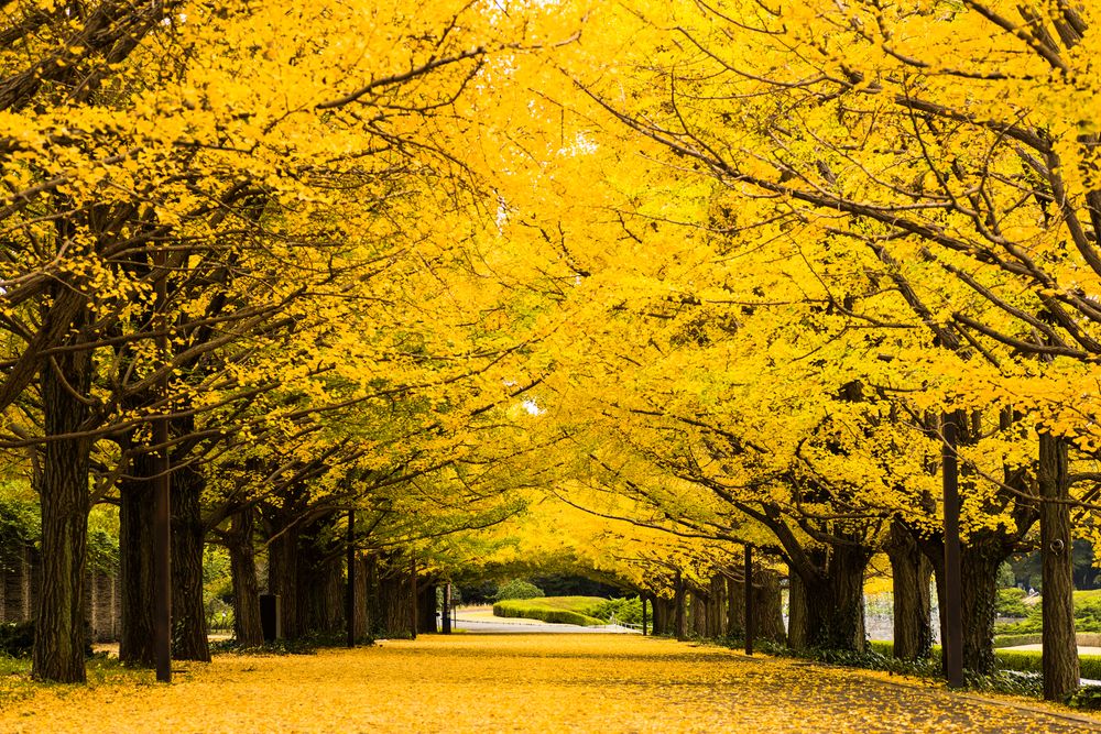 国営昭和記念公園の画像 - 5枚目