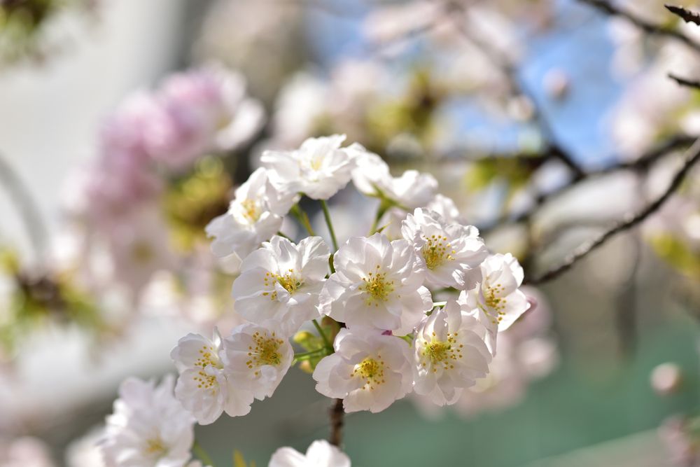 造幣局の画像 - 3枚目