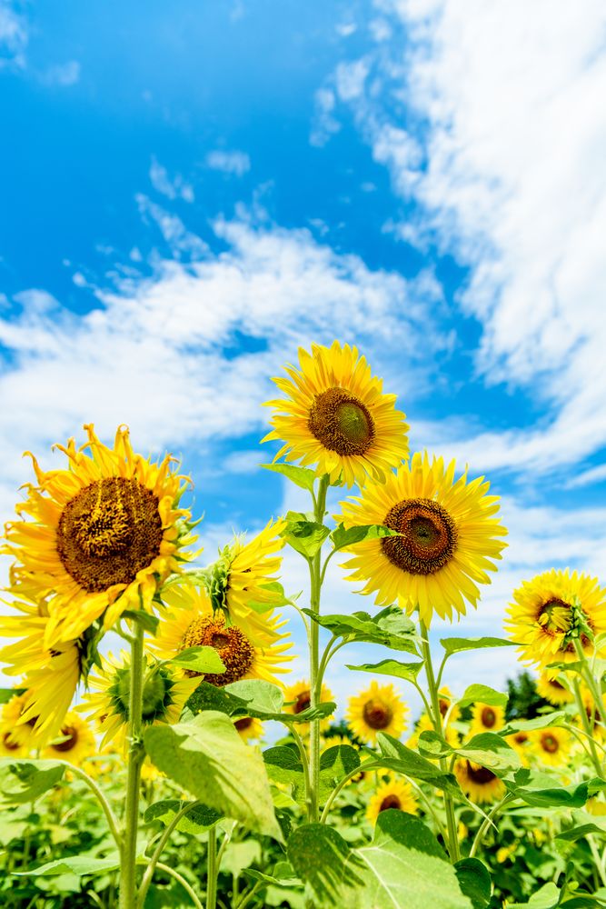 ひまわりの丘公園】の周辺スポット・アクセス・口コミ - Prism Japan