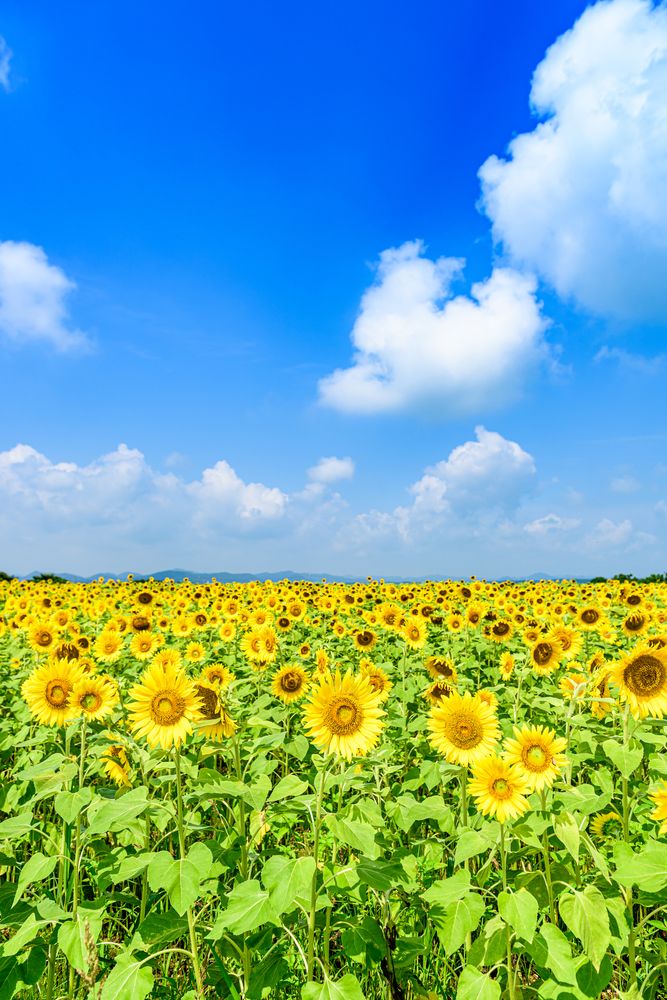 ひまわりの丘公園】の周辺スポット・アクセス・口コミ - Prism Japan