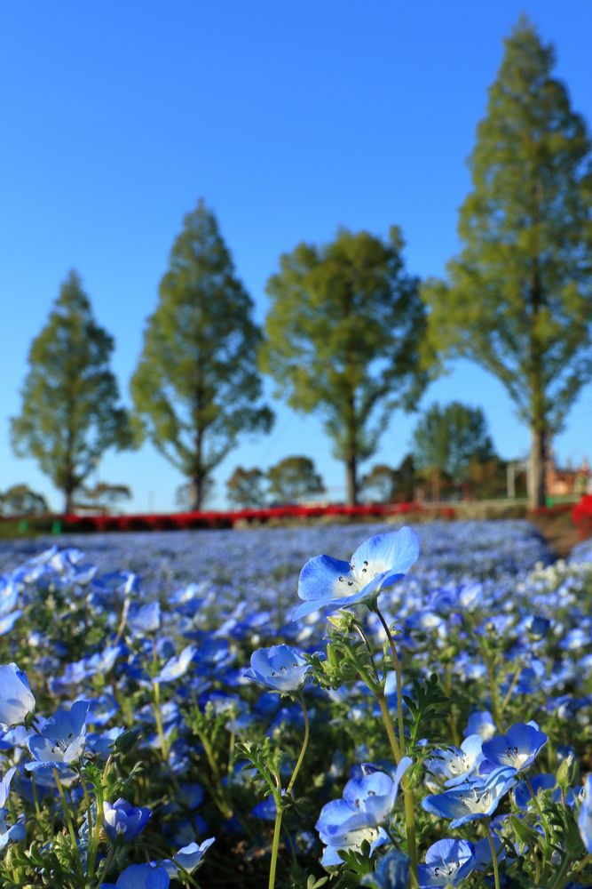 ひまわりの丘公園の画像 - 5枚目