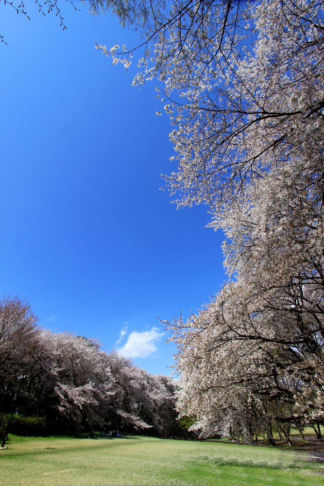 砧公園の画像 - 3枚目