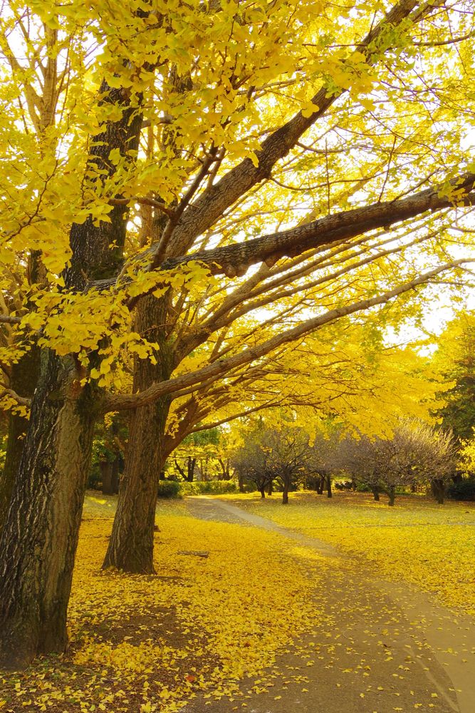 砧公園の画像 - 4枚目