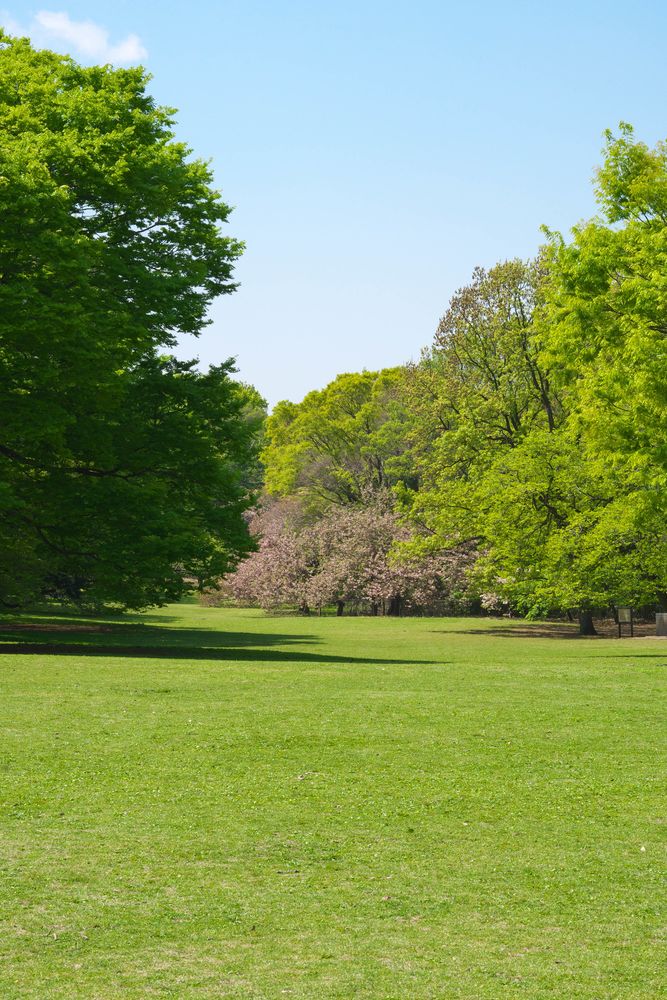 砧公園の画像 - 5枚目
