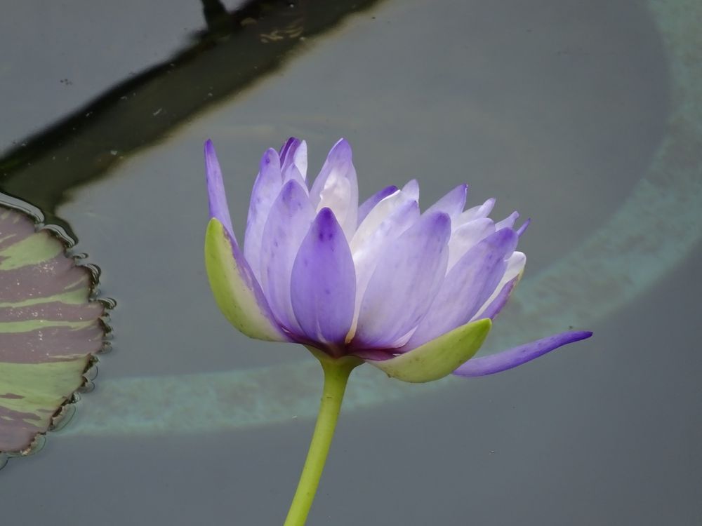 咲くやこの花館の画像 - 2枚目