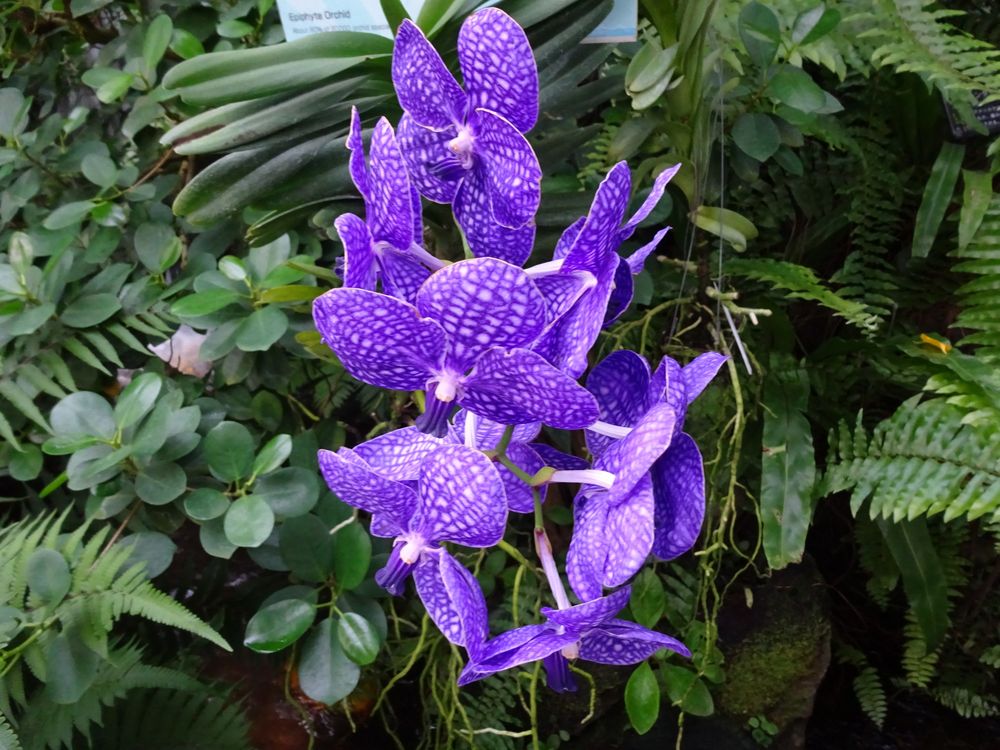 咲くやこの花館の画像 - 3枚目