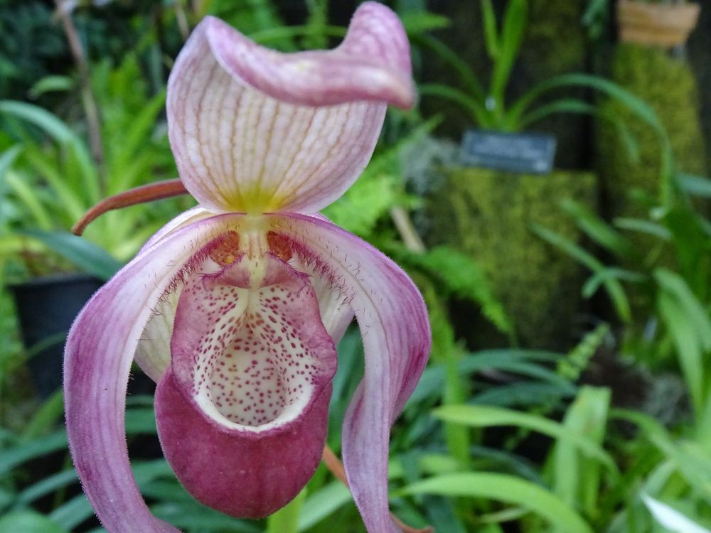 咲くやこの花館の画像 - 4枚目
