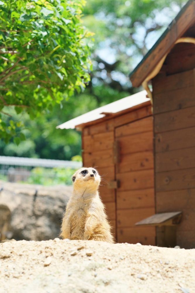 豊橋総合動植物園・のんほいパークの画像 - 3枚目