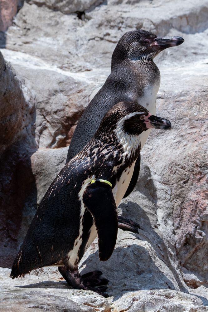 豊橋総合動植物園・のんほいパークの画像 - 5枚目