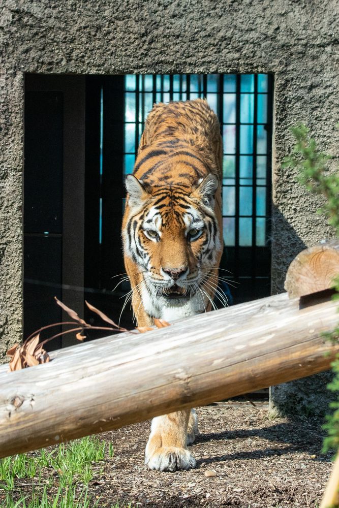 豊橋総合動植物園・のんほいパークの画像 - 6枚目