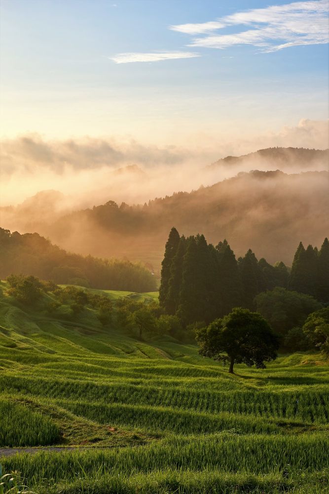 大山千枚田の画像 - 3枚目