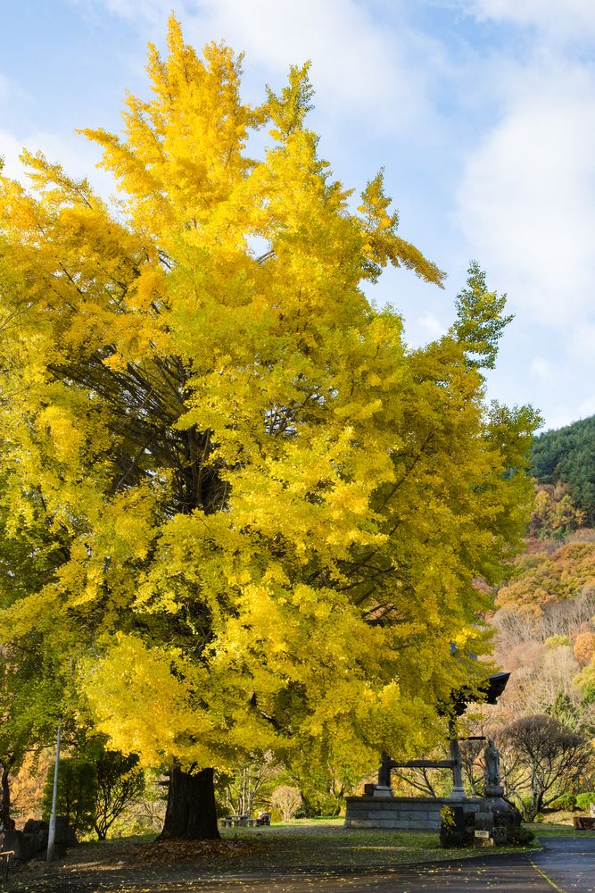 成就院の画像 - 3枚目