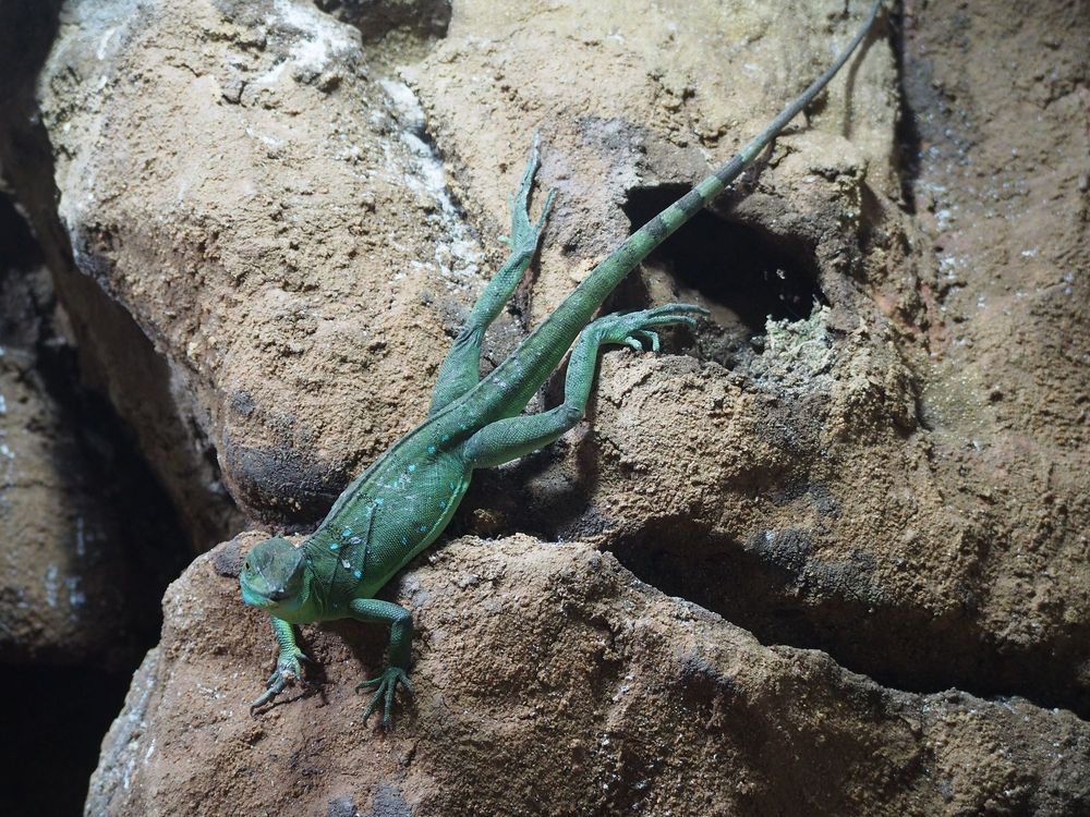 iZoo】の周辺スポット・アクセス・口コミ - Prism Japan