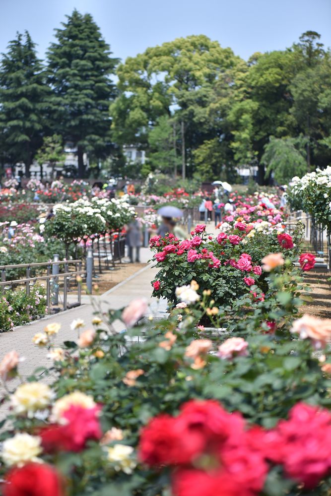 敷島公園門倉テクノばら園】の周辺スポット・アクセス・口コミ - Prism