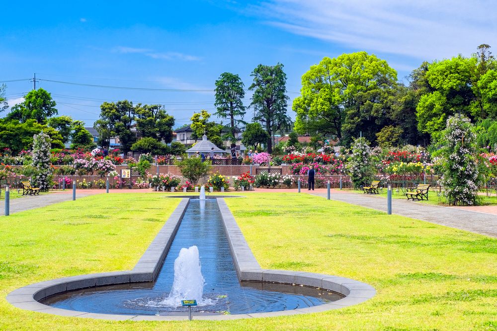 敷島 スポーツからお花見まで！春を満喫するなら敷島町の「敷島公園