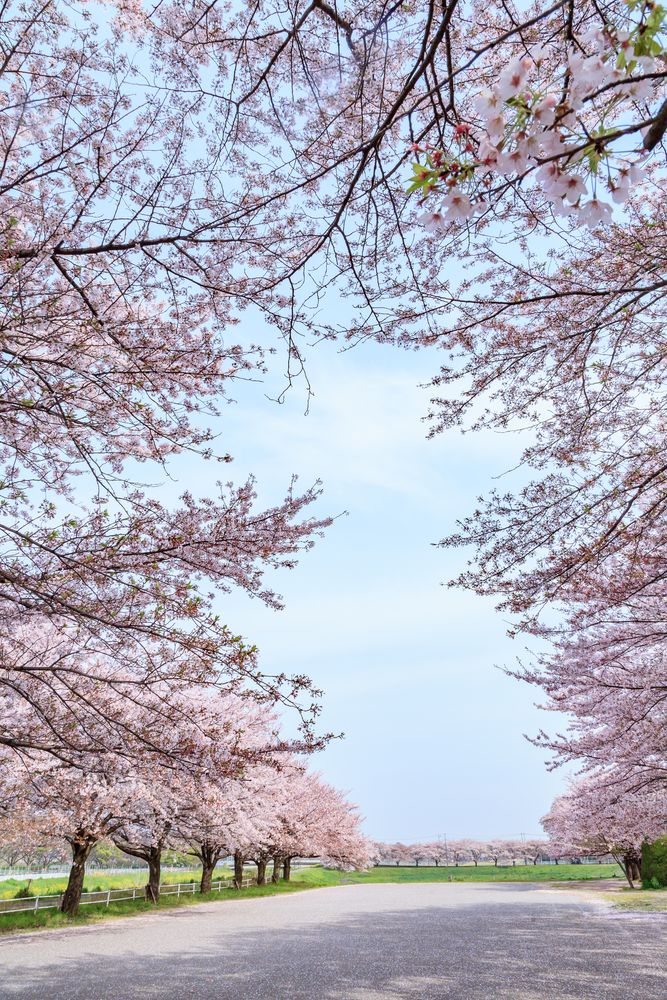 大宮公園の画像 - 2枚目
