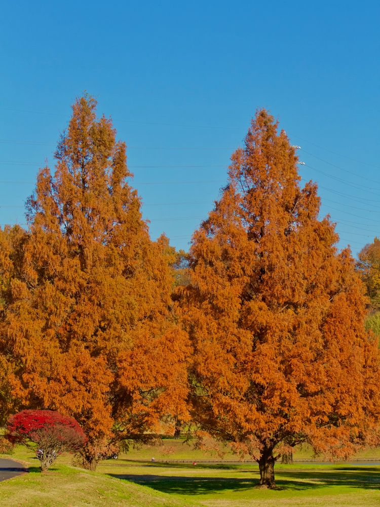 大宮公園の画像 - 3枚目