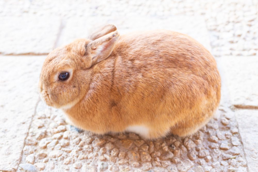 月うさぎの里の画像 - 4枚目