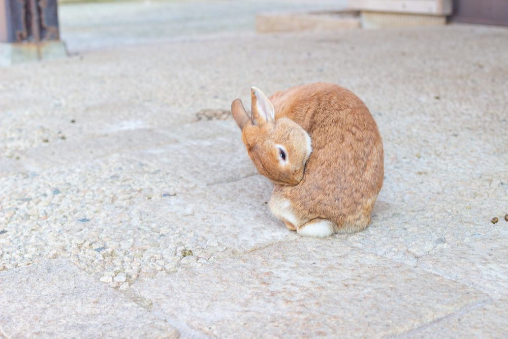 ヒカ　月うさぎ他 ホワイトタイガーとブラックタイガーカフェ マスコット（うさぎ先生