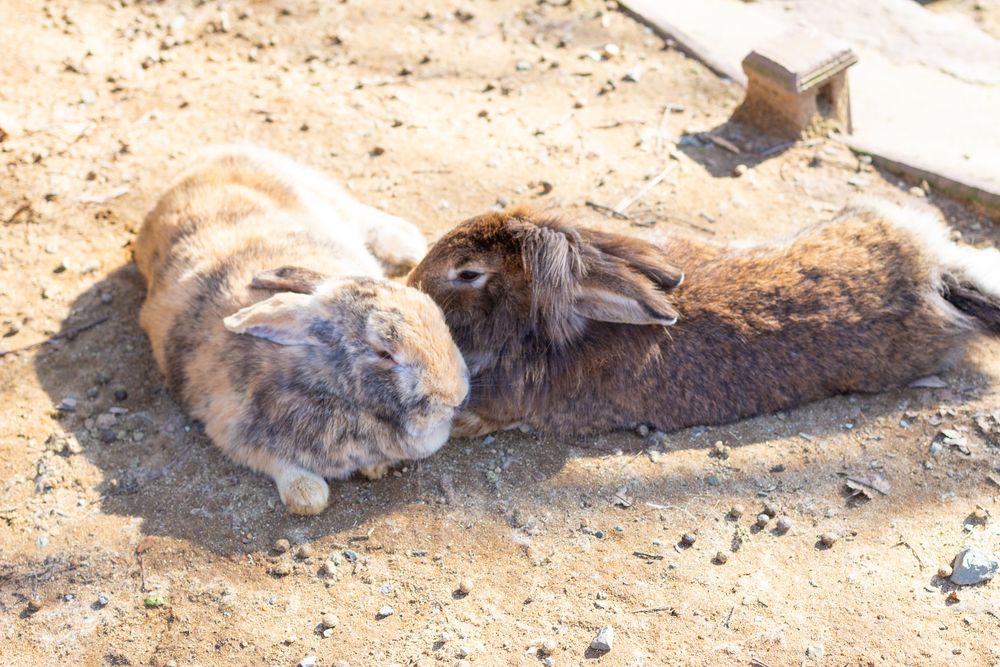 月うさぎの里の画像 - 5枚目