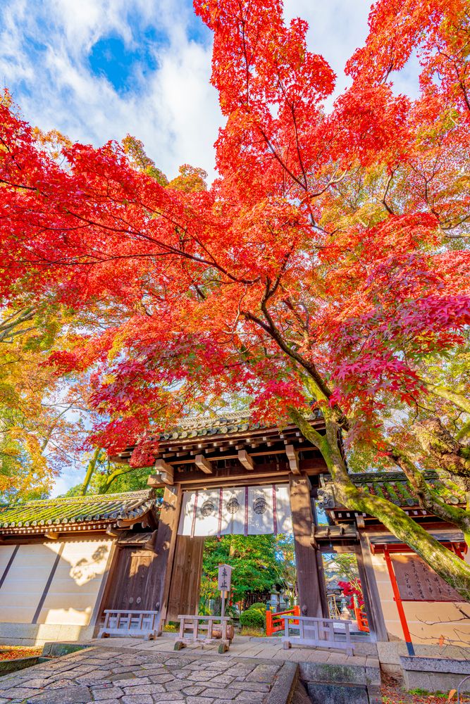 今宮神社の画像 - 4枚目