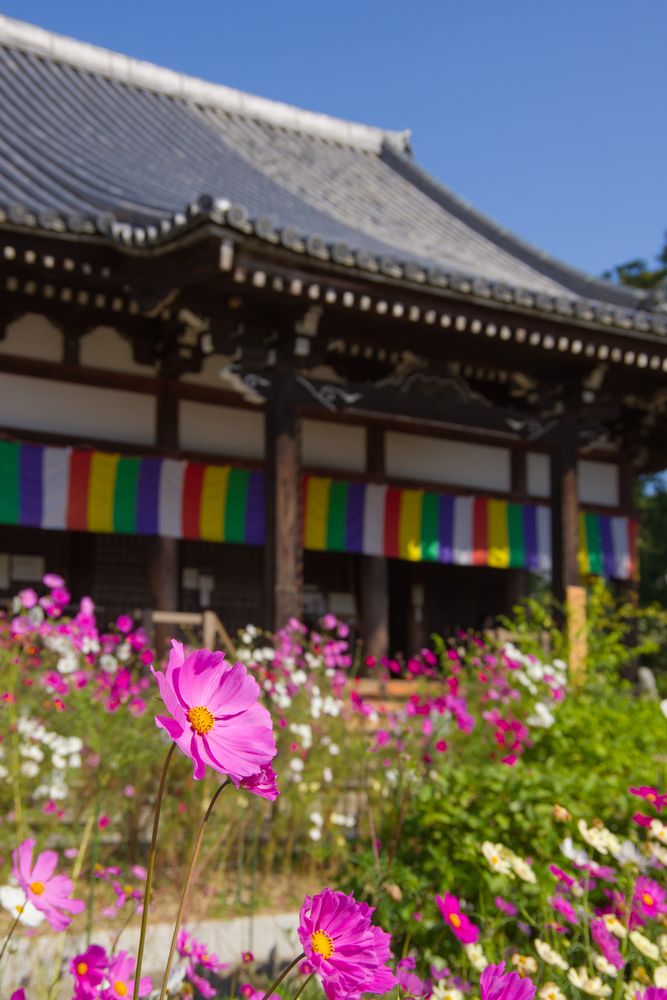 法性山 般若寺の画像 - 4枚目