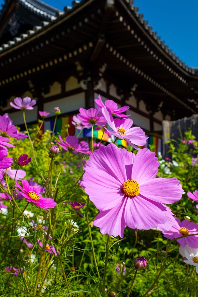 法性山 般若寺の画像 - 5枚目