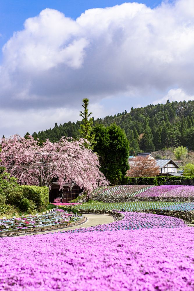 花のじゅうたんの画像 - 2枚目
