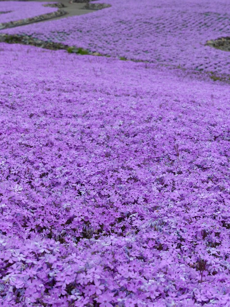 花のじゅうたんの画像 - 3枚目