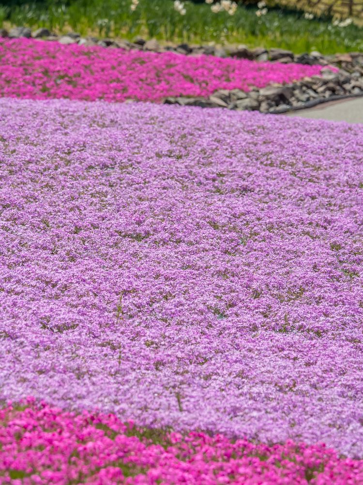 花のじゅうたんの画像 - 4枚目