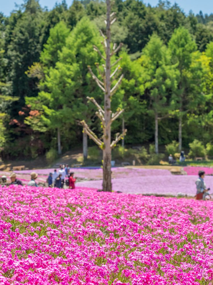 花のじゅうたんの画像 - 5枚目
