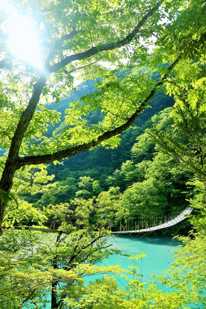 夢の吊り橋の画像 - 4枚目