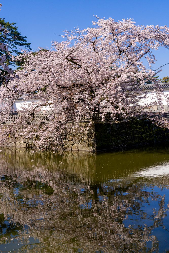 小田原城址公園の画像 - 4枚目