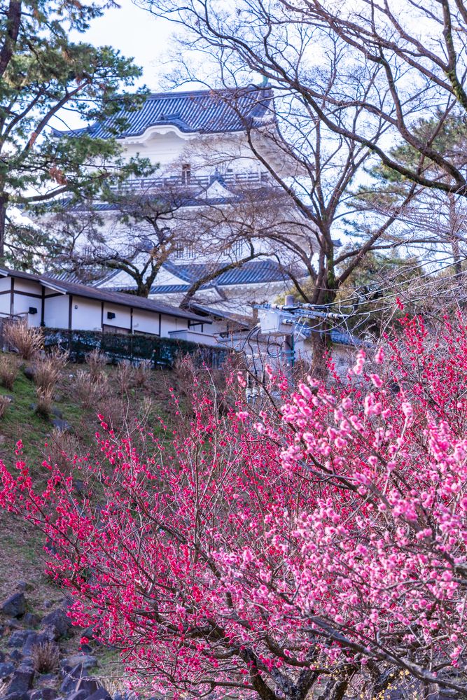 小田原城址公園の画像 - 5枚目