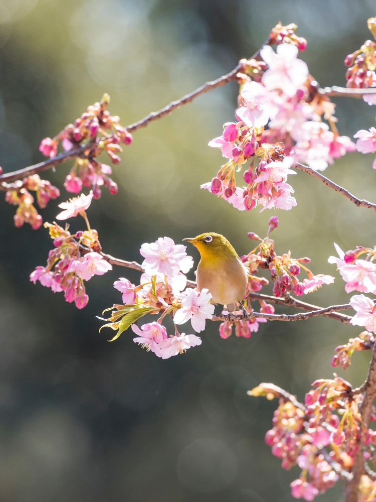 目白庭園の画像 - 5枚目