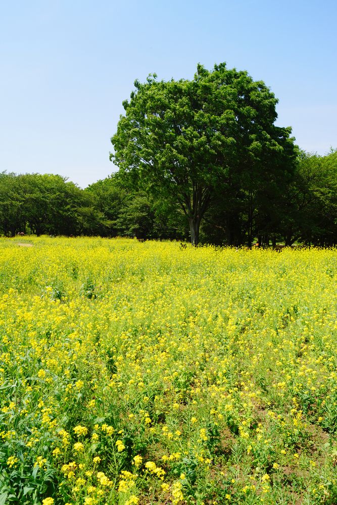 昭和記念公園 みんなの原っぱの画像 - 2枚目
