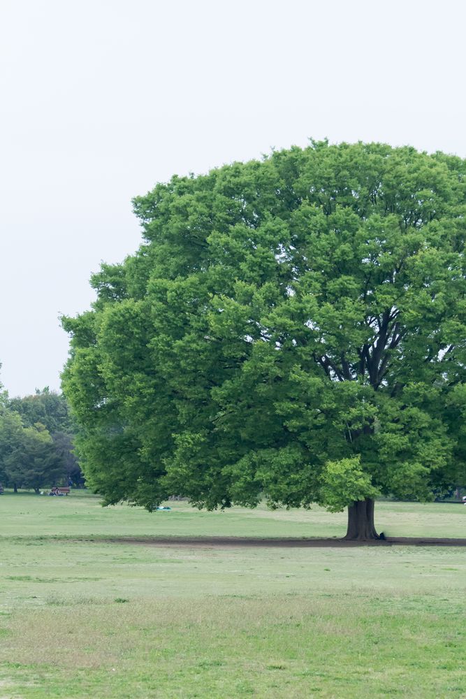 昭和記念公園 みんなの原っぱの画像 - 4枚目