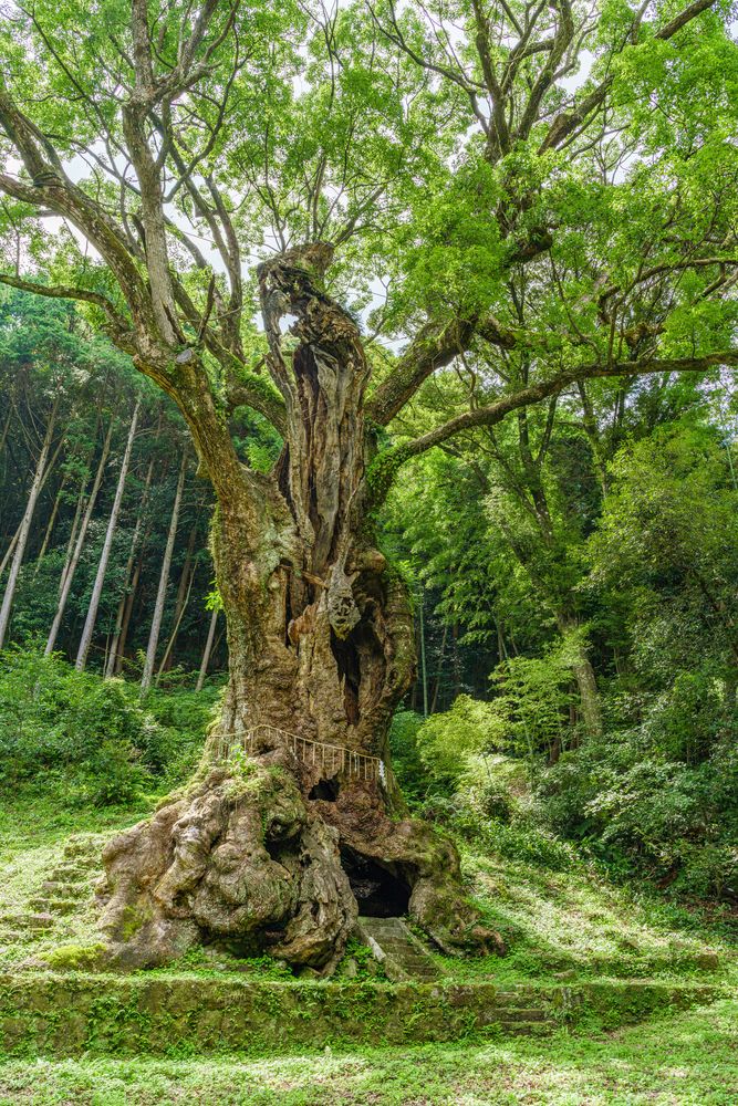 武雄神社の画像 - 4枚目