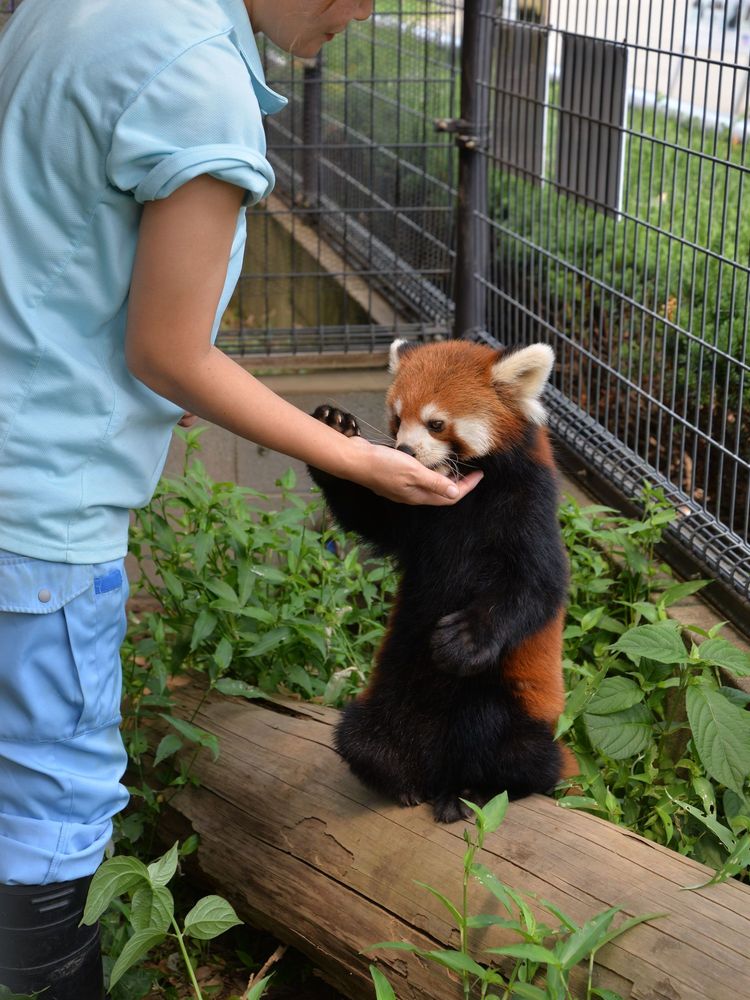 市川市動植物園の画像 - 3枚目