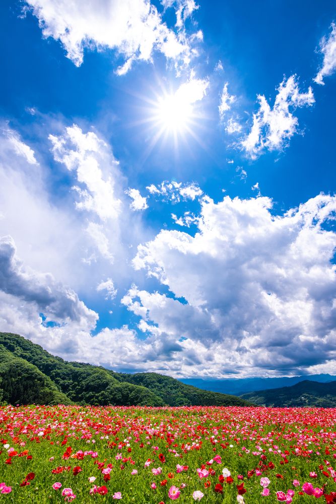 天空のポピーの画像 - 2枚目
