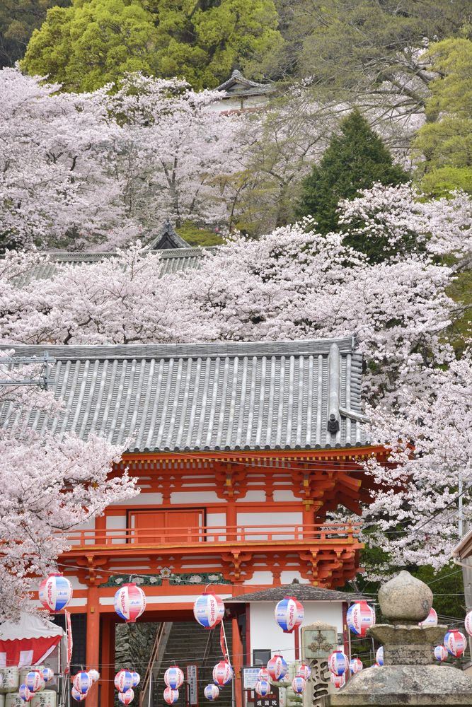 紀三井寺の画像 - 3枚目